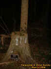 cedarstump.jpg (32897 bytes)