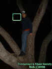 2005aarontreeorb.jpg (19339 bytes)