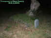 treegrave.jpg (25769 bytes)
