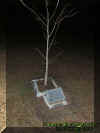 treememorial.jpg (27956 bytes)