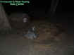 emubird.jpg (25403 bytes)