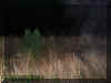 ghosttownmist.jpg (36564 bytes)