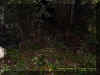 1woods1.jpg (44024 bytes)