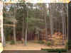 woods1.jpg (55330 bytes)