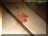 blood1.jpg (32334 bytes)