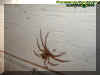spiderwall.jpg (23158 bytes)
