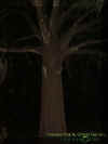 spidertree.jpg (15945 bytes)