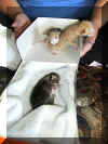 kittens.jpg (59470 bytes)