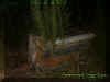 woodscouch.jpg (28752 bytes)