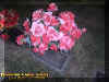 pinkroses.jpg (65039 bytes)