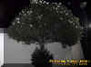 walltree.jpg (34166 bytes)
