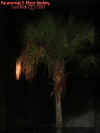 palmmist.jpg (21038 bytes)