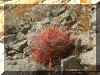 plantlifemountain1.jpg (136460 bytes)