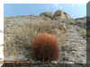 plantlifemountain3.jpg (121022 bytes)