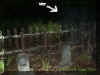 fencemist2.jpg (30506 bytes)