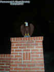 eaglepillar.jpg (23791 bytes)