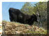 blackcow.jpg (105138 bytes)