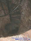 spiraldown.jpg (66473 bytes)