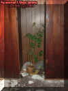 closetplant.jpg (28215 bytes)