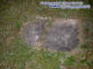 stoneembeded.jpg (31963 bytes)
