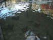 stingrays.jpg (32693 bytes)