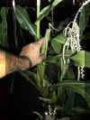 oldmormonfortcorn.jpg (37034 bytes)