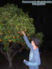 sanfordaaronfruit.jpg (41100 bytes)
