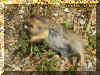 deadchipmonk.jpg (83961 bytes)