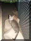 ghostkitty.jpg (47168 bytes)