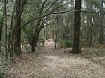 seminoleforestday0.jpg (27027 bytes)