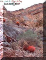 2barrelcactusesbrightred.jpg (164528 bytes)