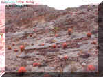 2barrelcactusesgalore.jpg (189625 bytes)