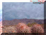 2cactusmountain2.jpg (119505 bytes)