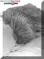 2cactusmountainbw.jpg (116897 bytes)