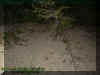 dunes1.jpg (33651 bytes)