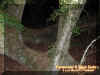 splitoak4.jpg (38813 bytes)