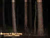 woods.jpg (25672 bytes)