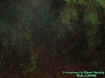2woodsecto2.jpg (30067 bytes)