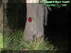 reflector.jpg (31894 bytes)