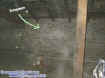 0atticectoplasm2.jpg (25991 bytes)