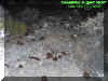 debris2.jpg (87178 bytes)