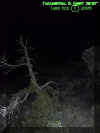 eerietree.jpg (55199 bytes)