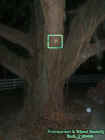 treetrunkorb.jpg (27372 bytes)