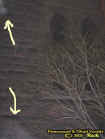 treeecto.jpg (22474 bytes)