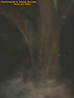 willowtreeectoplasm.jpg (18576 bytes)