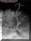bwtrailbrush.jpg (68021 bytes)