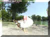 duck1.jpg (98757 bytes)