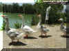 ducks1.jpg (141058 bytes)