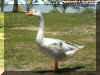 ducks3.jpg (99687 bytes)