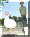 jarrodduck.jpg (50572 bytes)